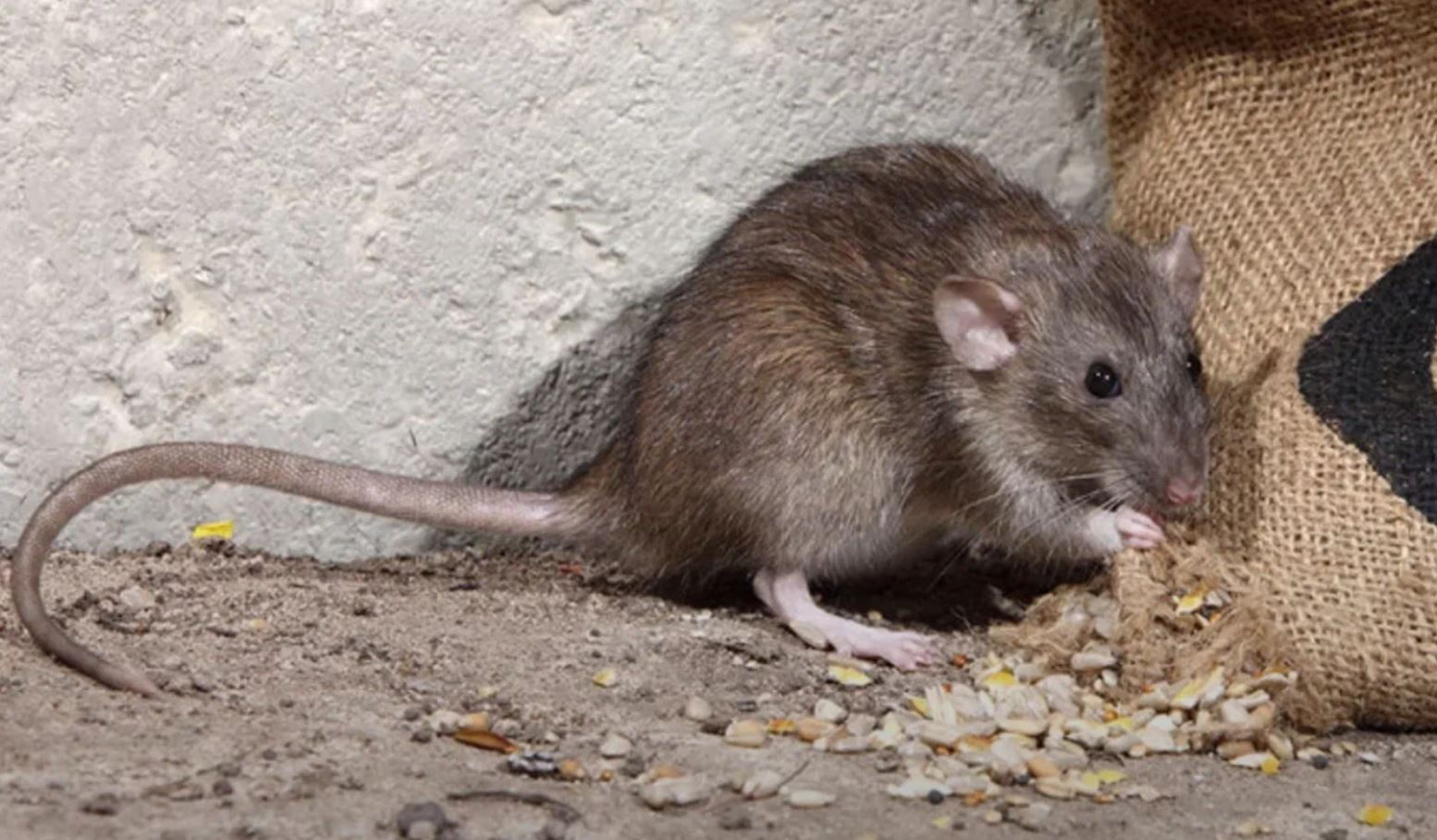 фото: Профессиональная дератизация в районе станции метро Черкизовская: <br/>+7-909-173-42-96