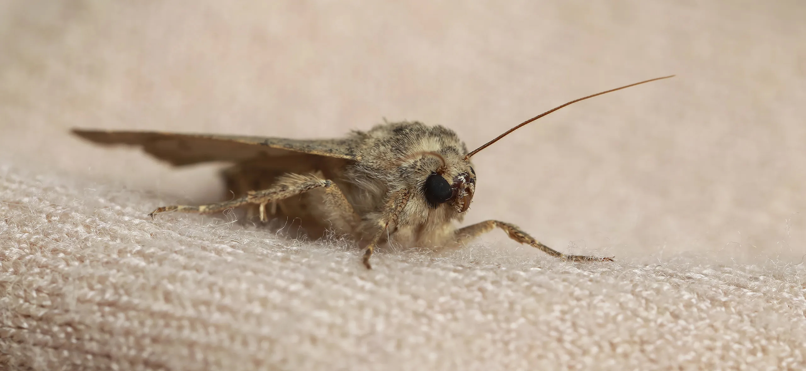 фото: Профессиональная обработка от моли в районе станции метро Черкизовская: <br/>+7-909-173-42-96